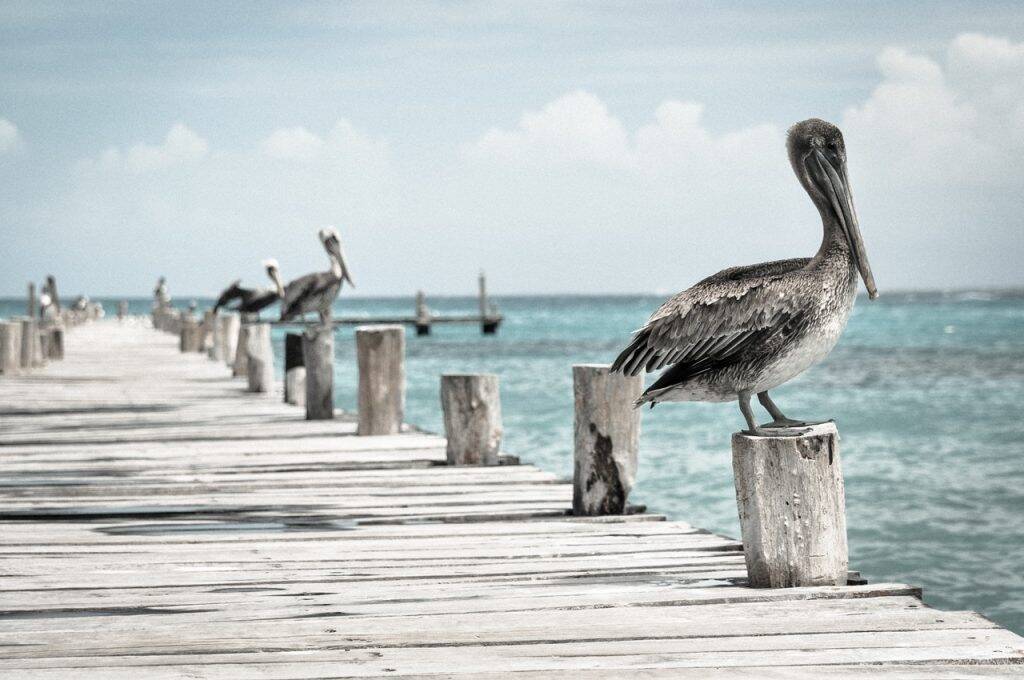 Foto: Pexels - Banco de Imagens