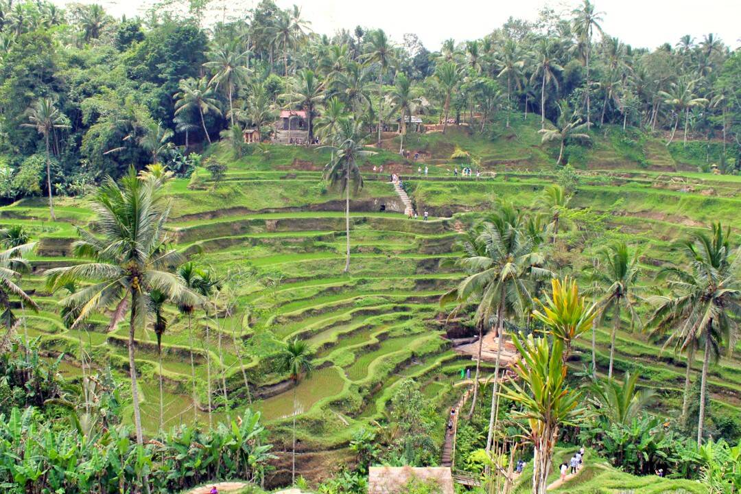 Tegallalang Rice Terrace, na ilha de Bali (Indonésia)
