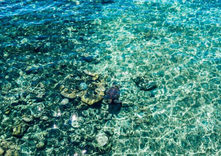 Nadando com tartarugas nas Filipinas. Apo Island