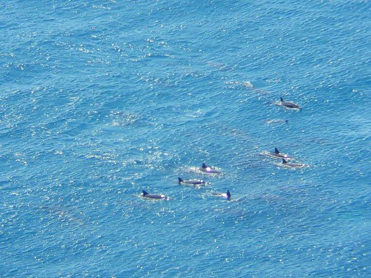 Golfinhos entrando na Baía, vistos desde Mirante dos Golfinhos em Noronha.